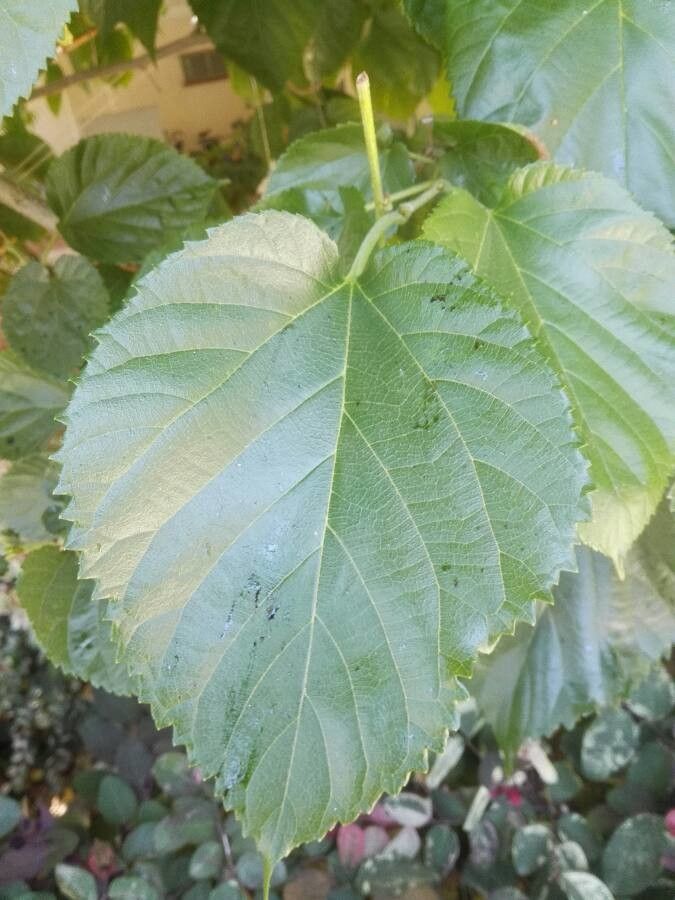 Morus macroura — search result for 'Nepal'