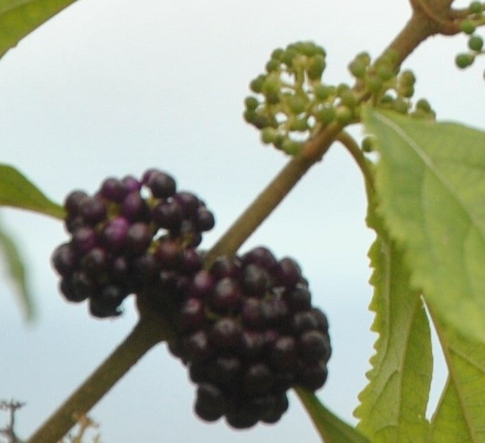 Callicarpa formosana fruit