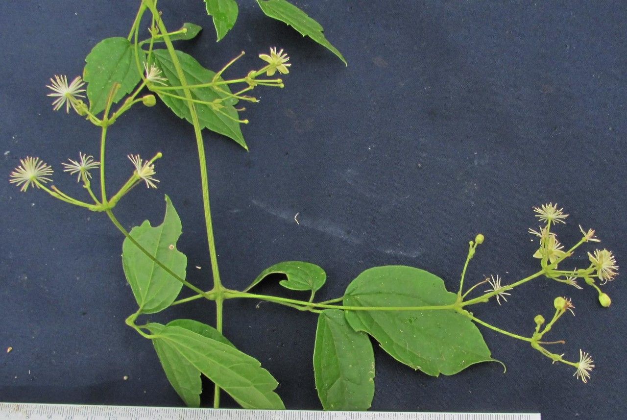 Clematis grossa other