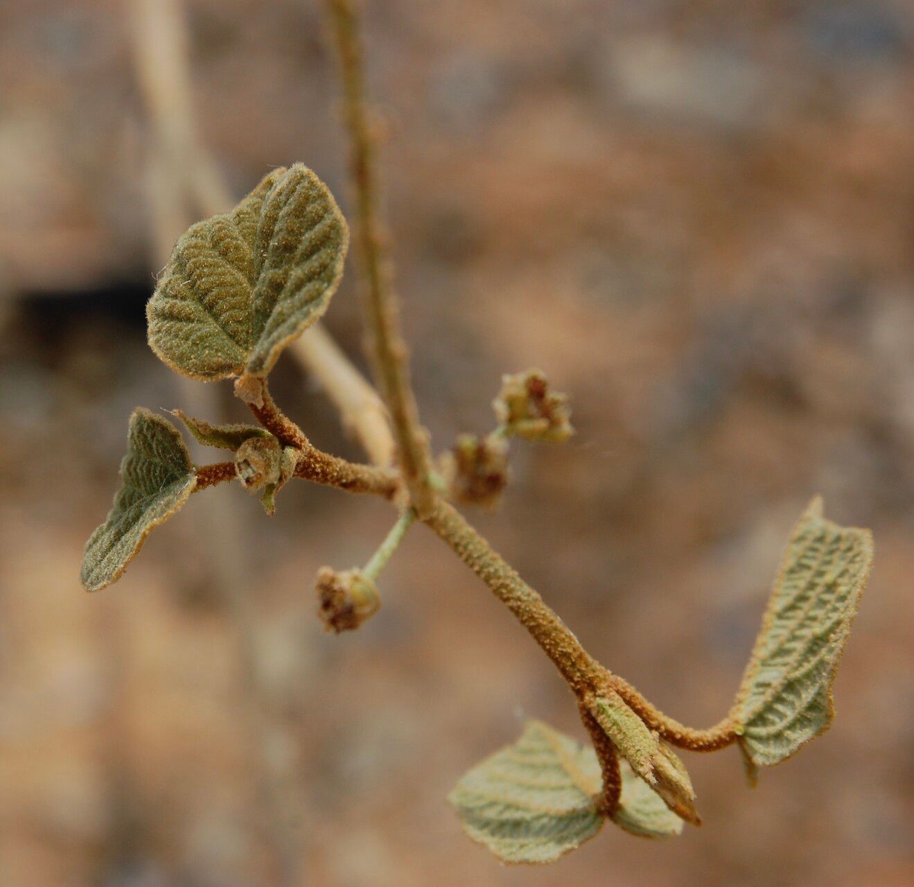 Croton crocodilorum — houseplant care guide
