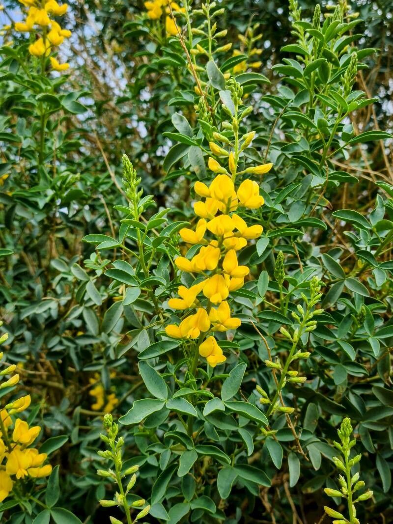 Adenocarpus anagyrifolius flower