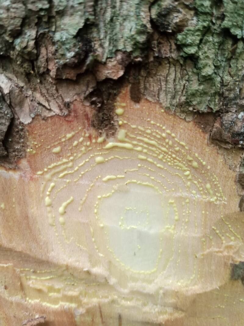 Garcinia epunctata bark