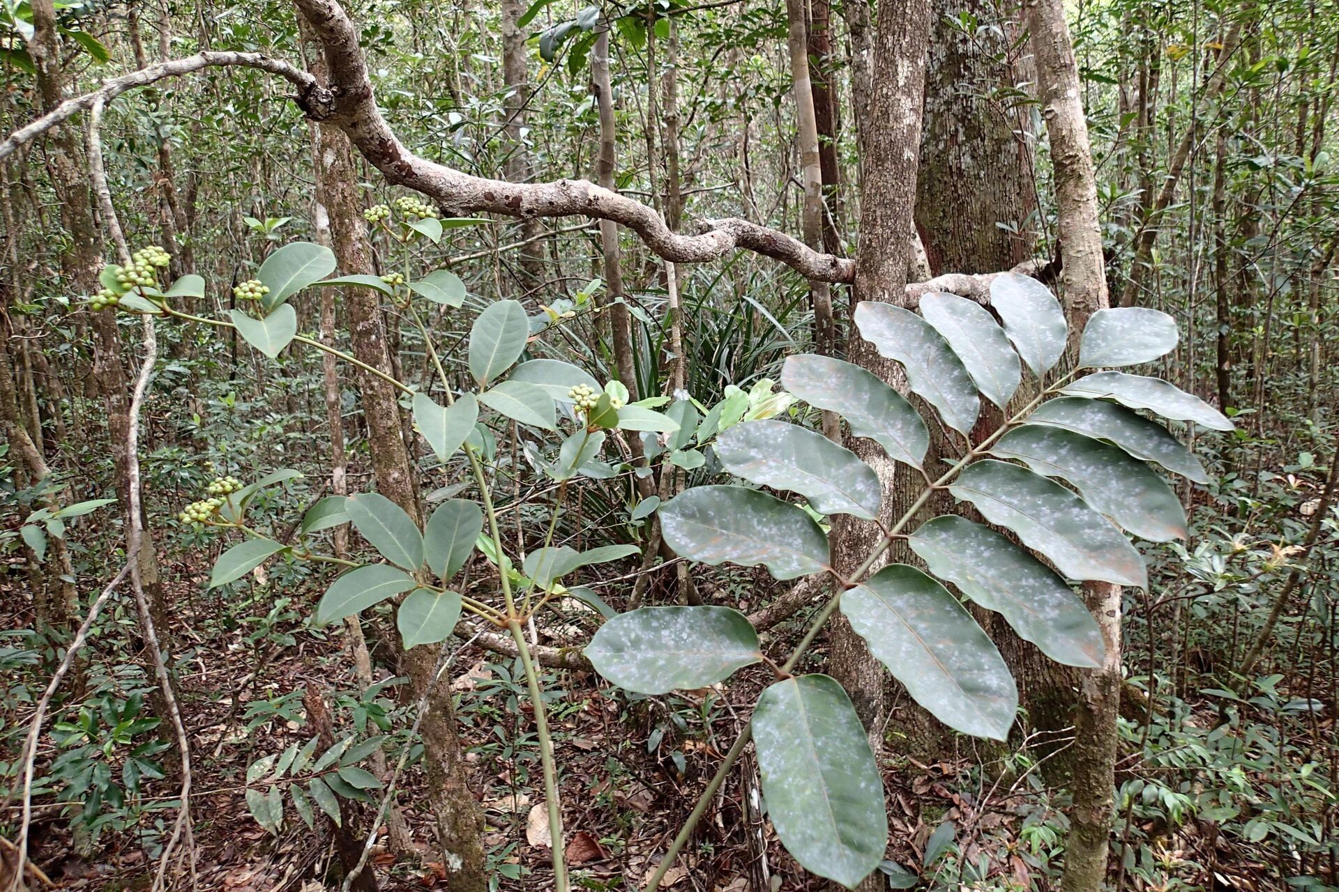 Polyscias otopyrena habit