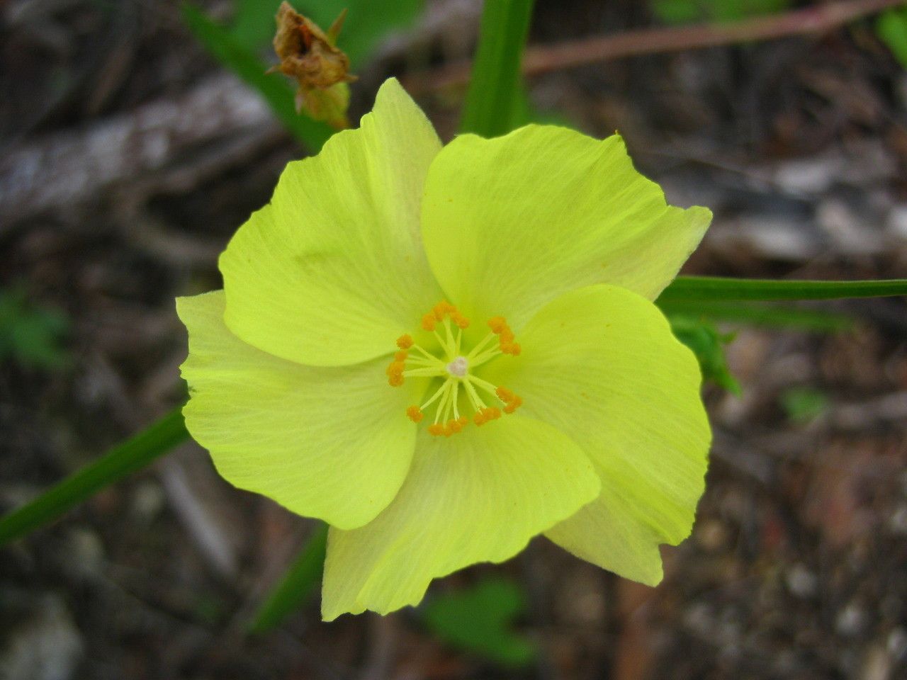 Cienfuegosia yucatanensis — search result for 'Hibiscus'