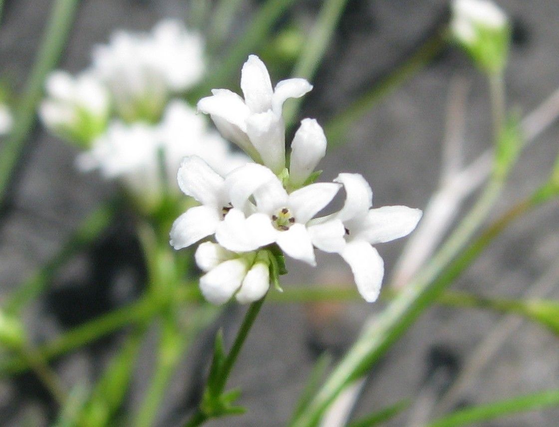 Asperula capillacea — related species from the same genus