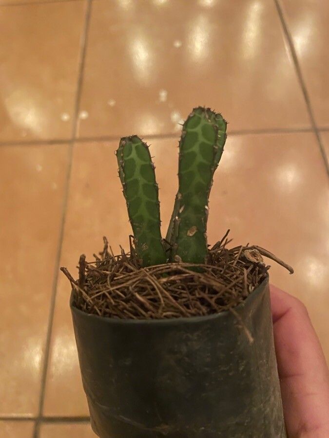 Euphorbia heterochroma leaf