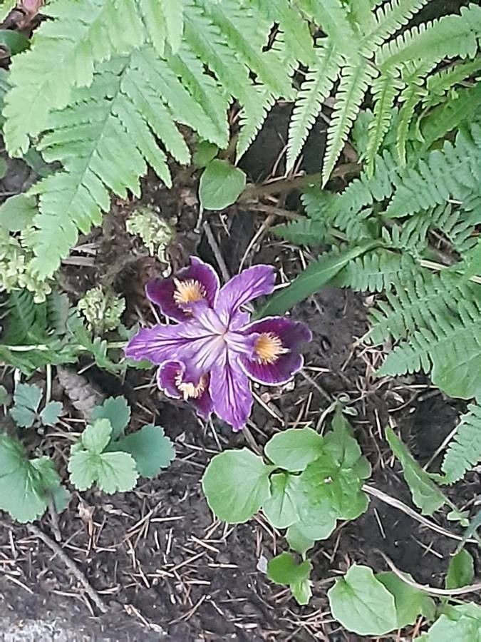 Iris douglasiana flower