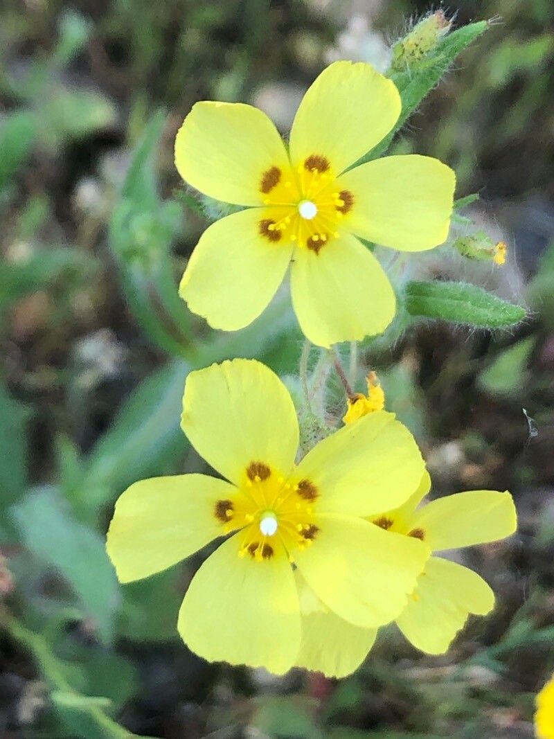 Helianthemum ledifolium flower