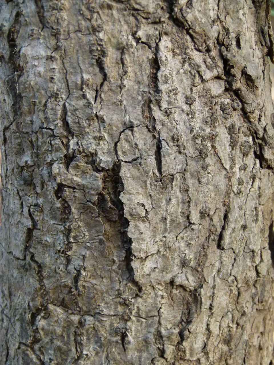 Breonadia salicina bark