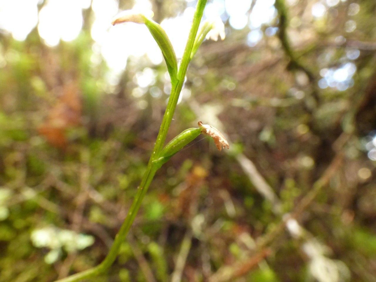 Cynorkis coccinelloides fruit