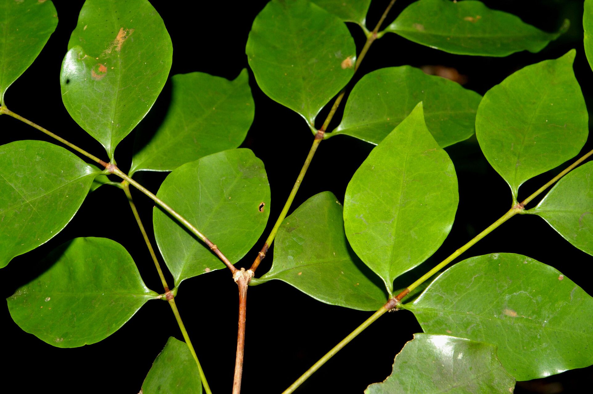 Mouriri tuberculata — search result for 'Mouriri'