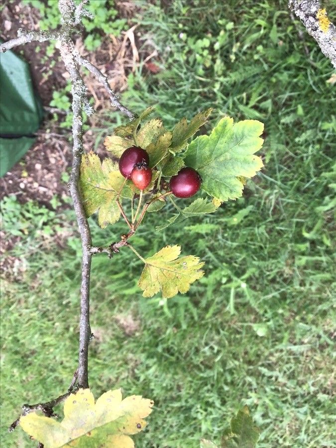 Crataegus ucrainica fruit