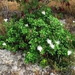 Capparis sandwichiana