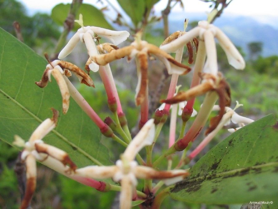 Ixora lecardii fruit