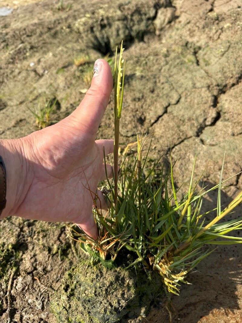 Sporobolus maritimus flower