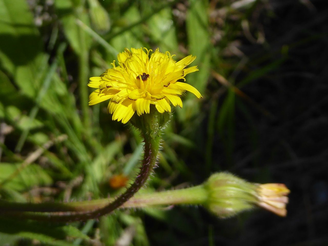 Hedypnois rhagadioloides flower