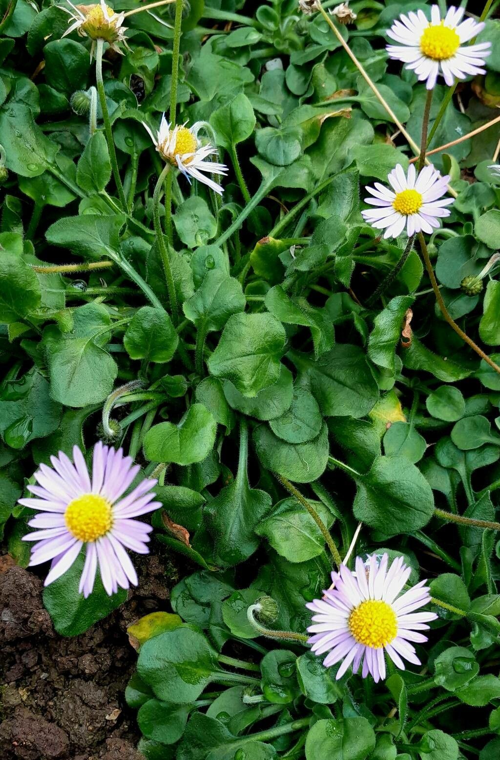 Bellis rotundifolia habit