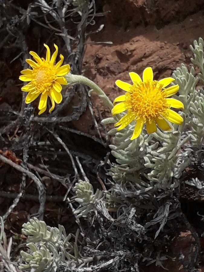 Senecio argyreus other