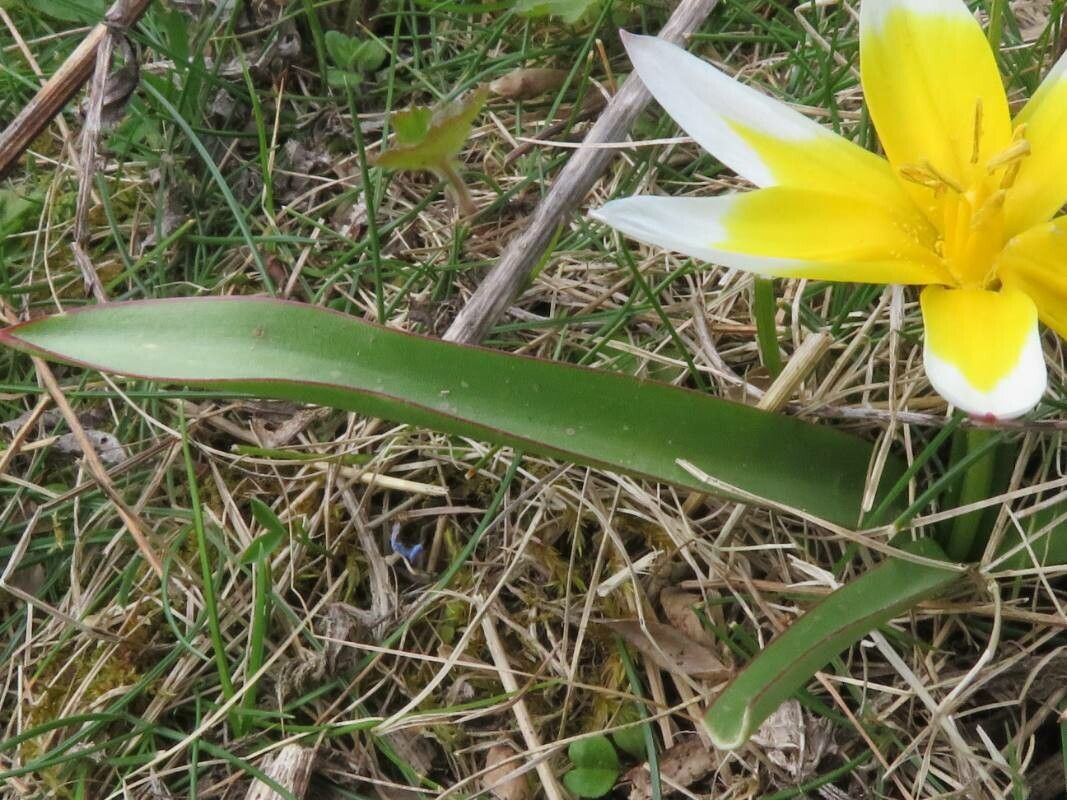 Tulipa sylvestris leaf