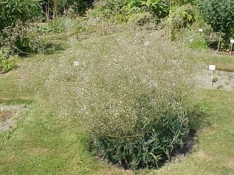 Gypsophila acutifolia fruit