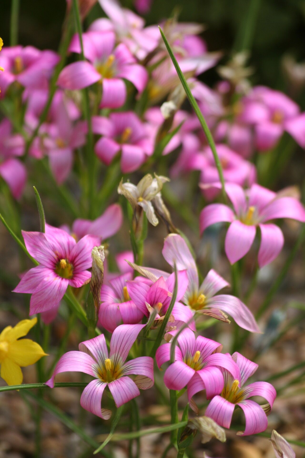 Romulea dichotoma — search result for 'Romulea'