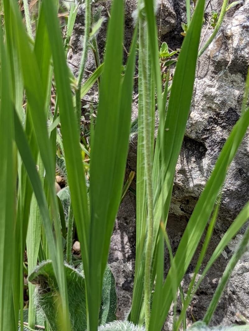 Gladiolus illyricus leaf