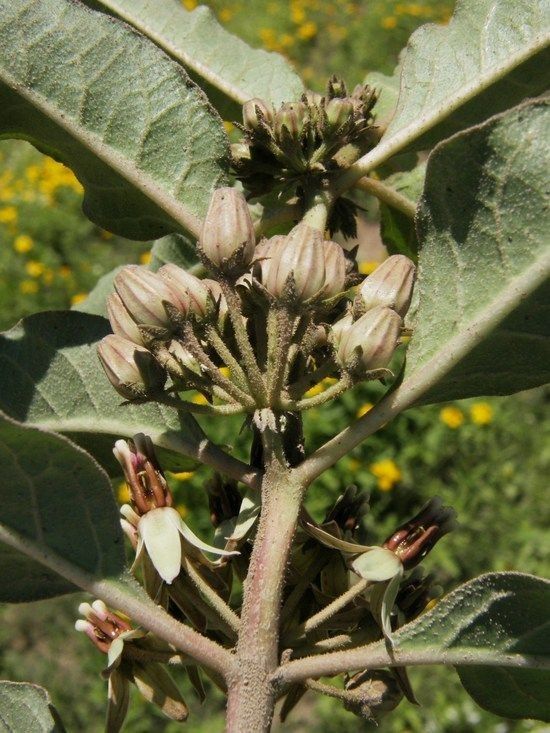 Asclepias emoryi flower
