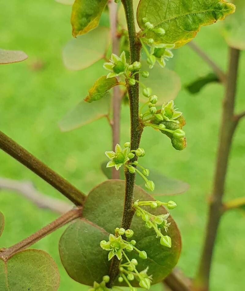 Phyllanthus brasiliensis flower