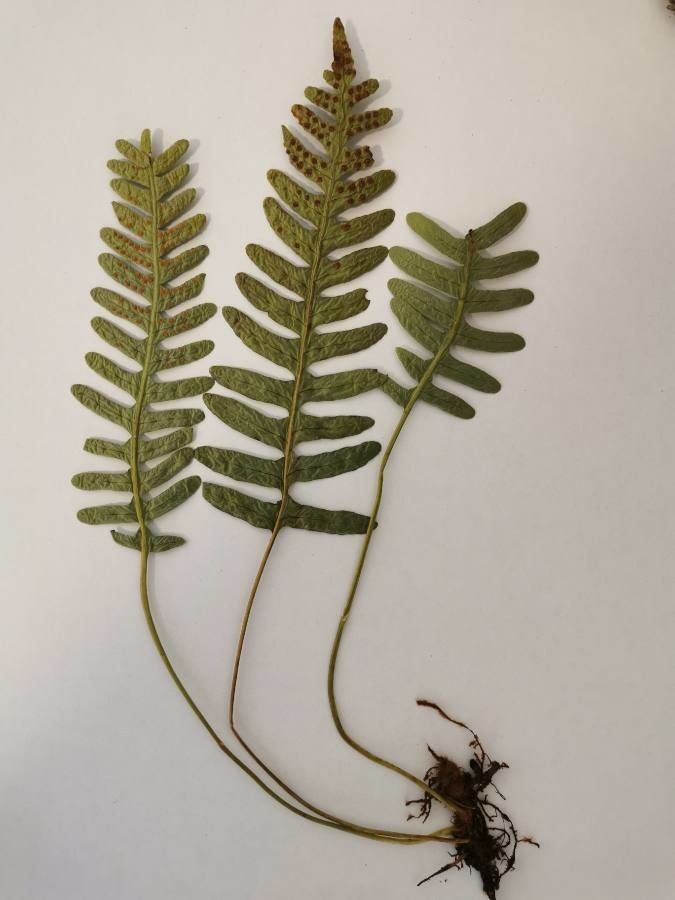 Polypodium virginianum — search result for 'Polypodium'