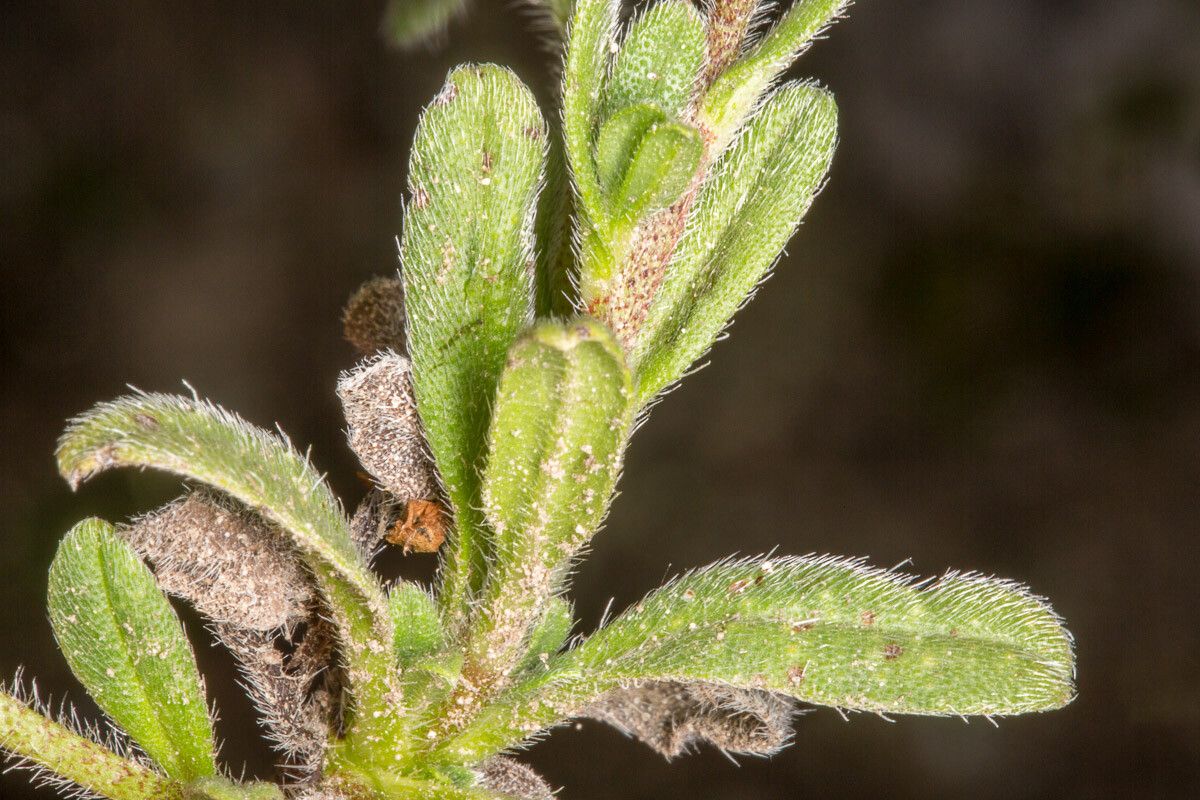 Echium parviflorum leaf