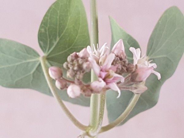 Polygonum convolvulus other