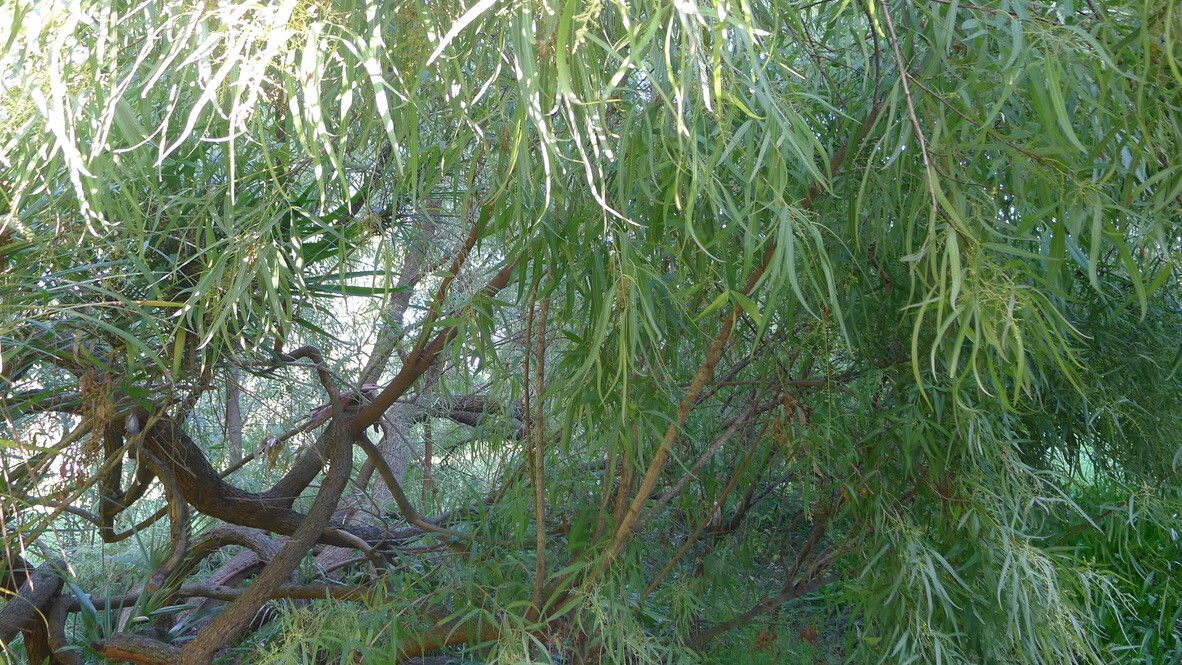 Searsia gerrardii — houseplant care guide