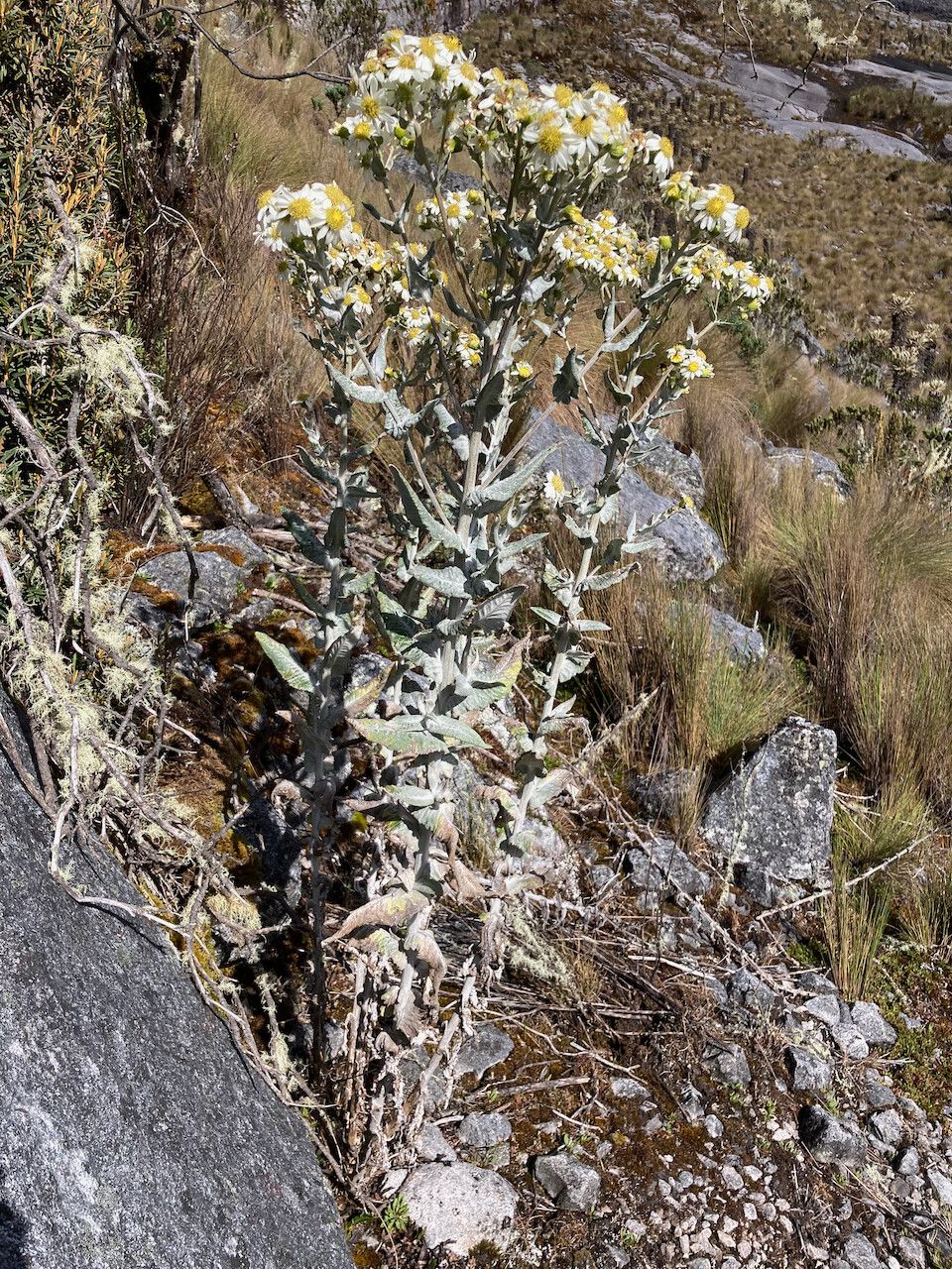 Senecio tergolanatus habit