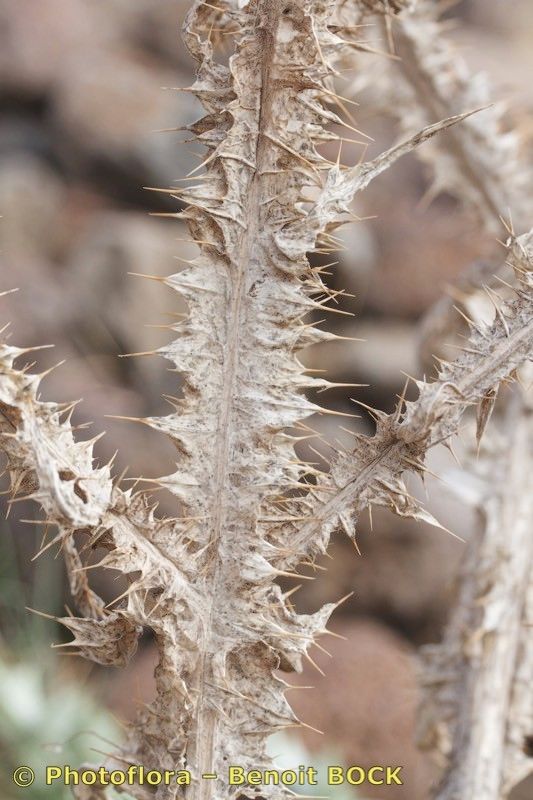 Onopordum micropterum bark