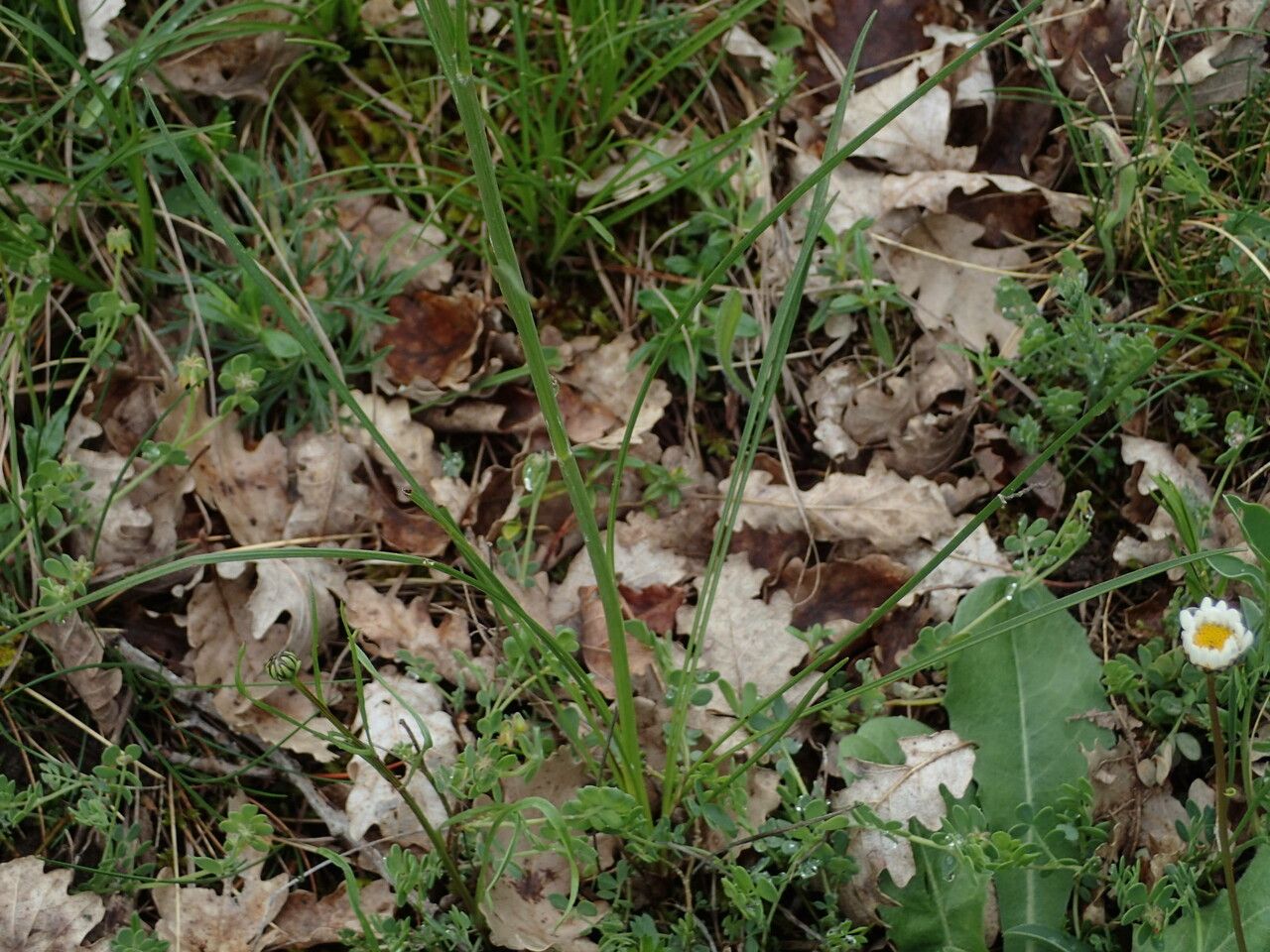Scorzonera purpurea leaf