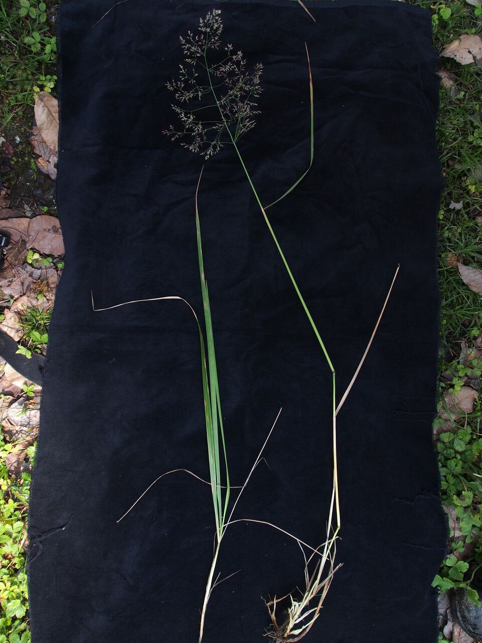 Calamagrostis staintonii habit