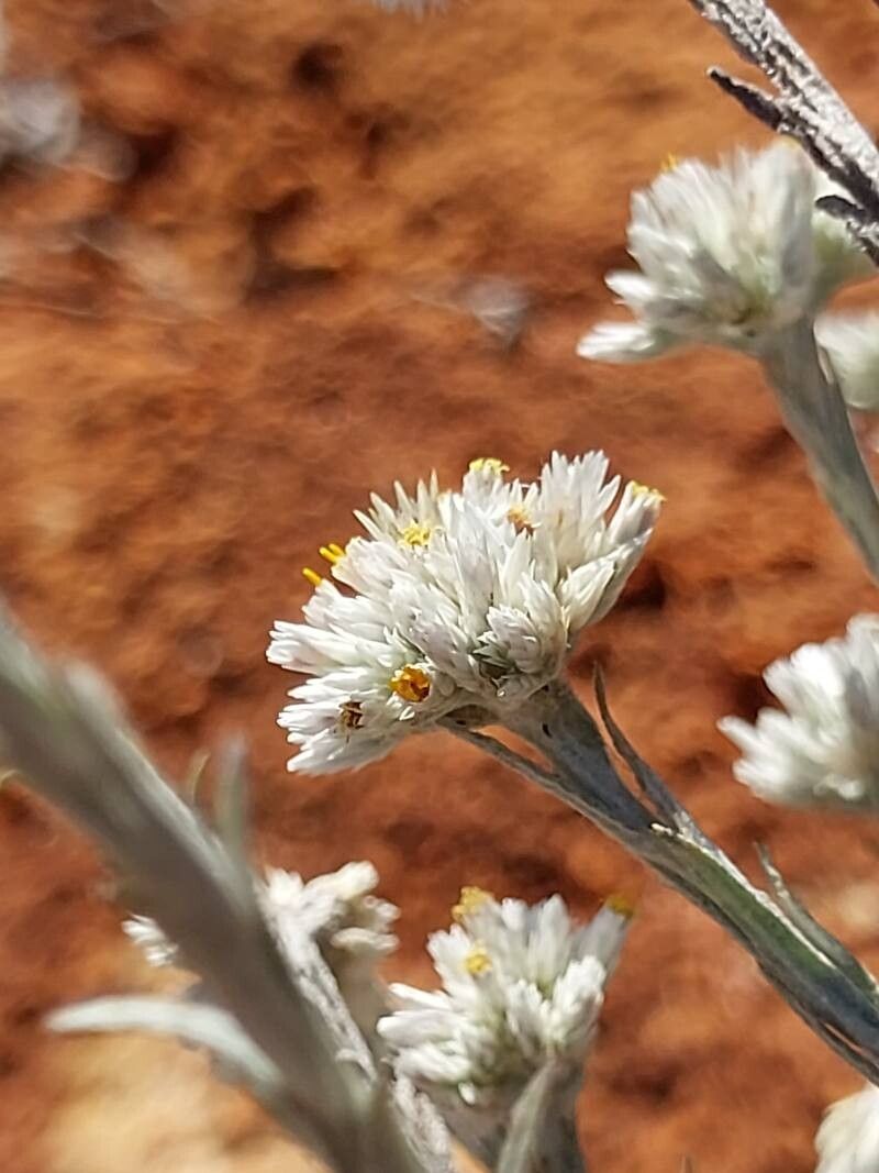 Helichrysum microcephalum flower
