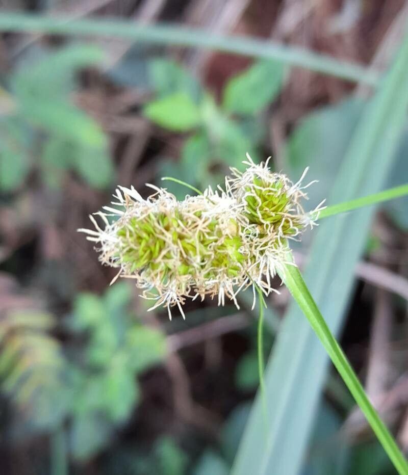 Carex sororia — houseplant care guide