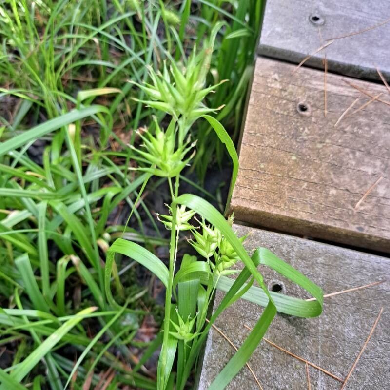 Carex folliculata leaf