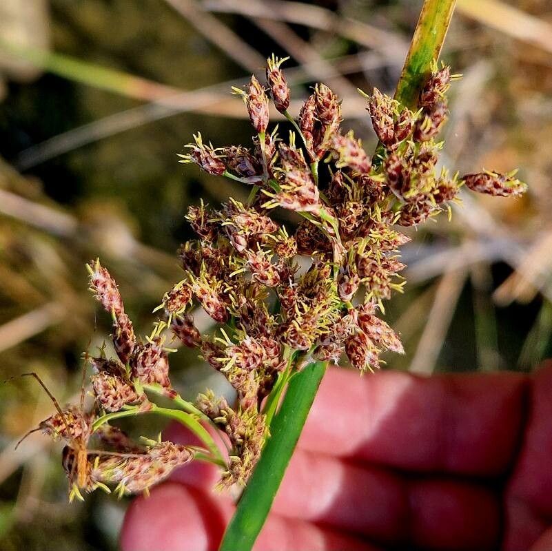 Schoenoplectus litoralis flower