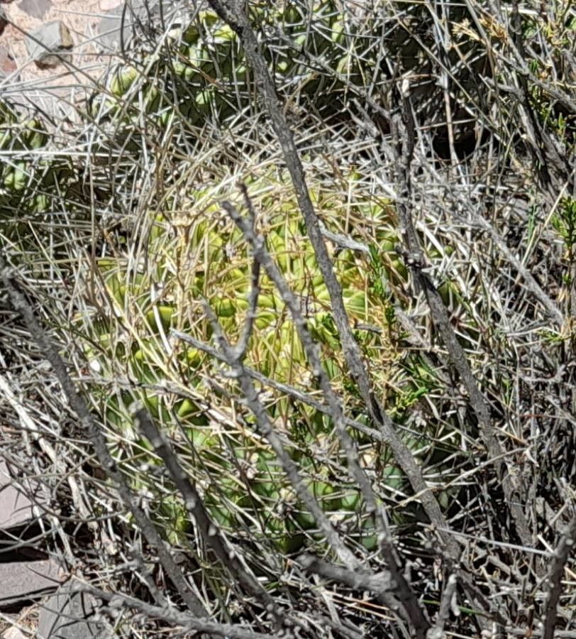 Echinopsis ferox — search result for 'Echinopsis'