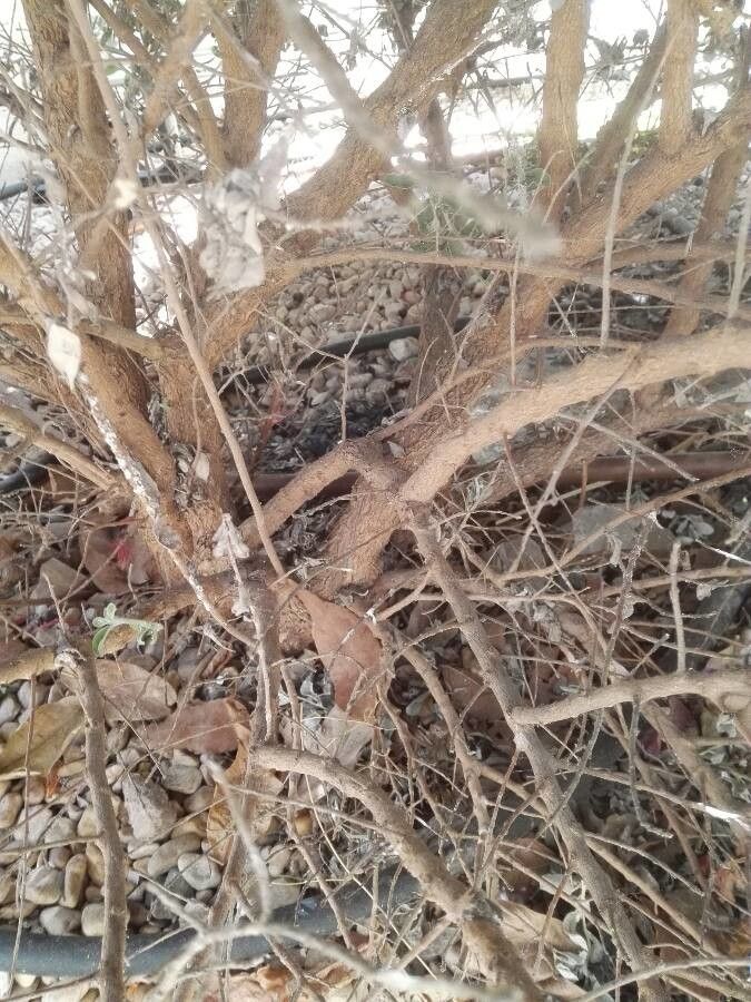 Leucophyllum candidum bark