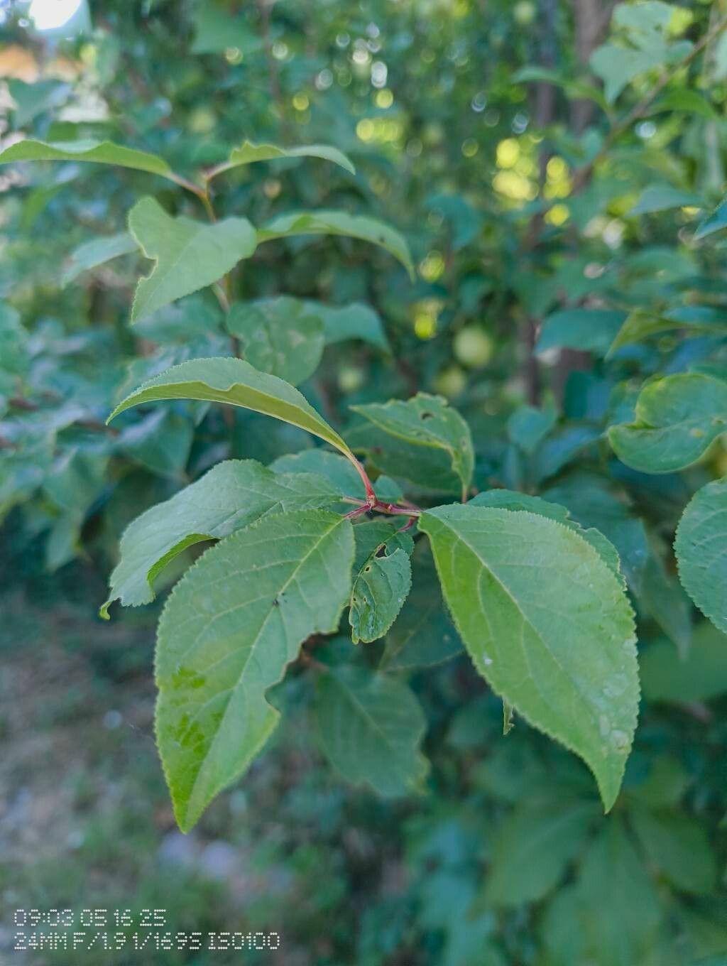 Ziziphus angustifolia — related species from the same genus