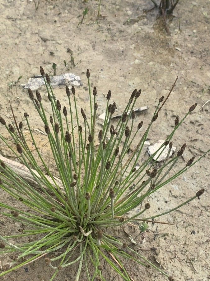 Eleocharis ovata fruit