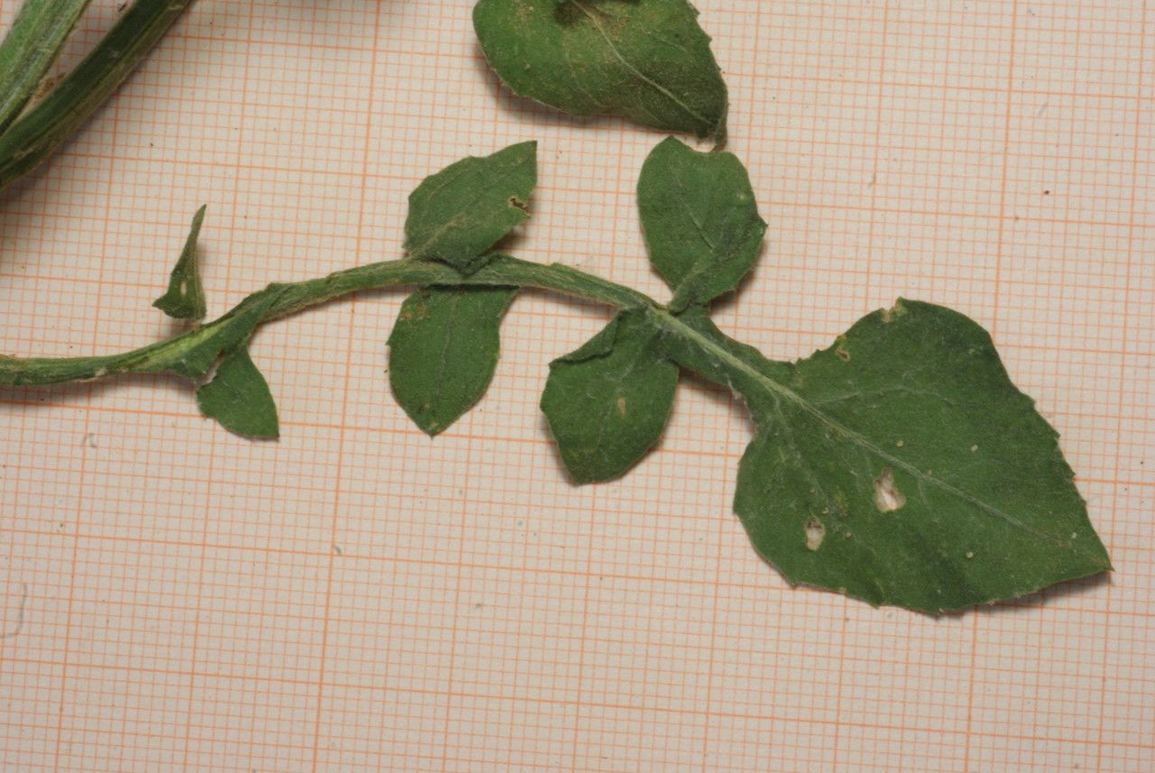 Centaurea sicula leaf