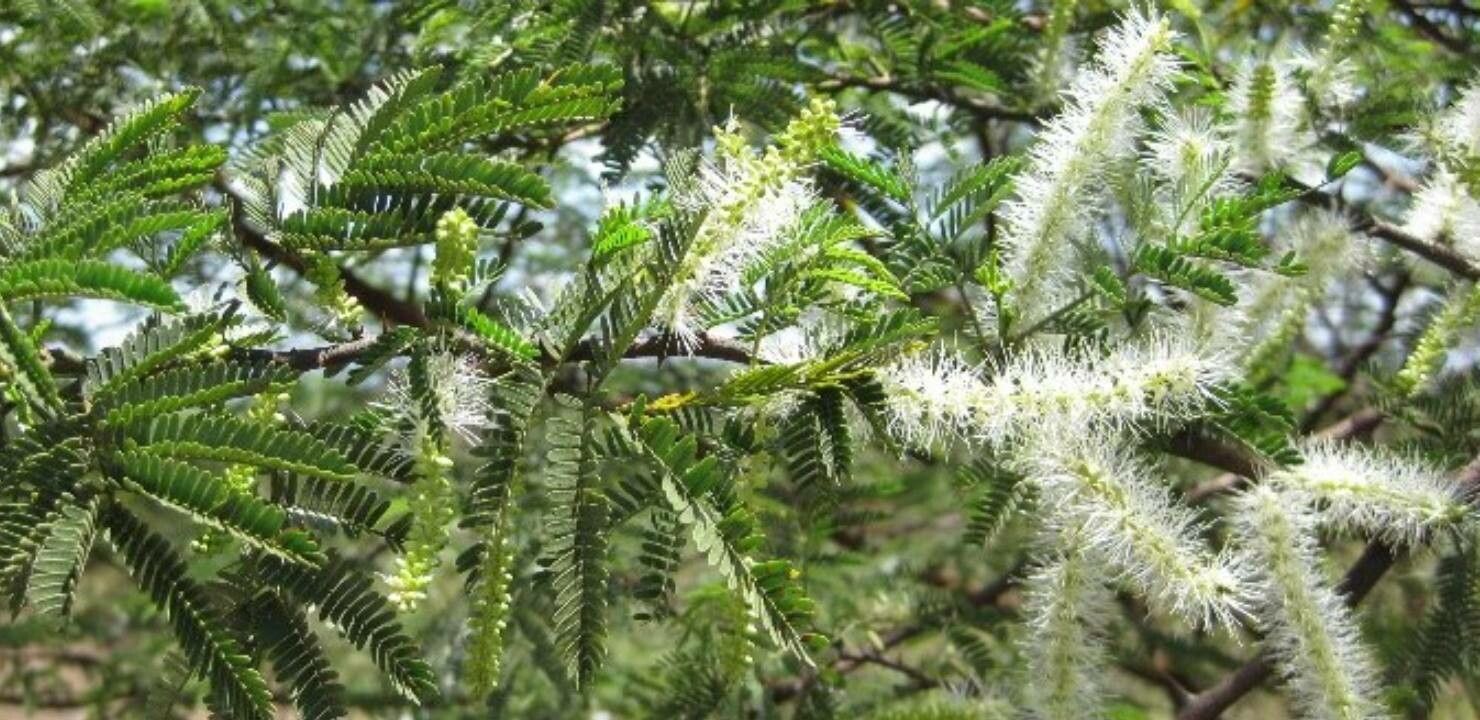 Mimosa tenuiflora flower
