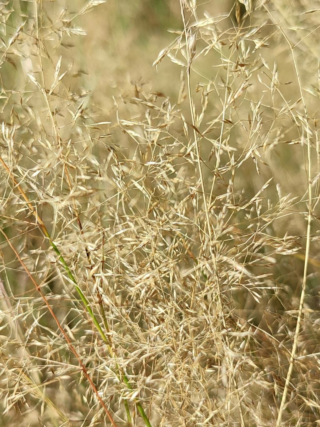 Eragrostis lehmanniana leaf