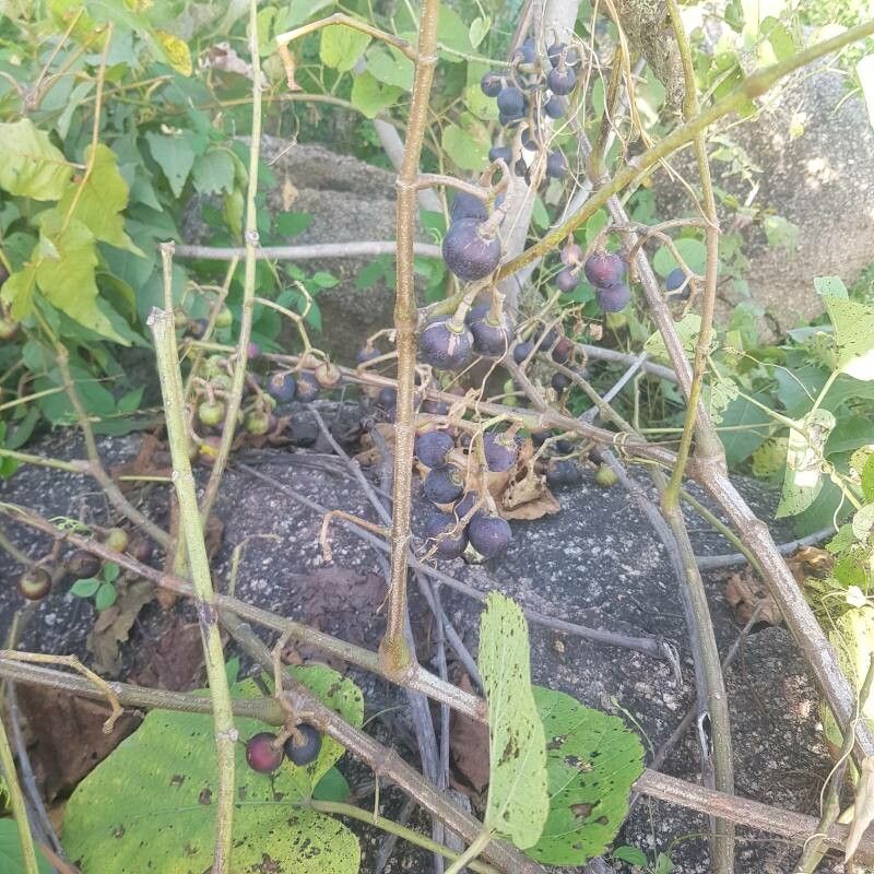 Cissus populnea fruit