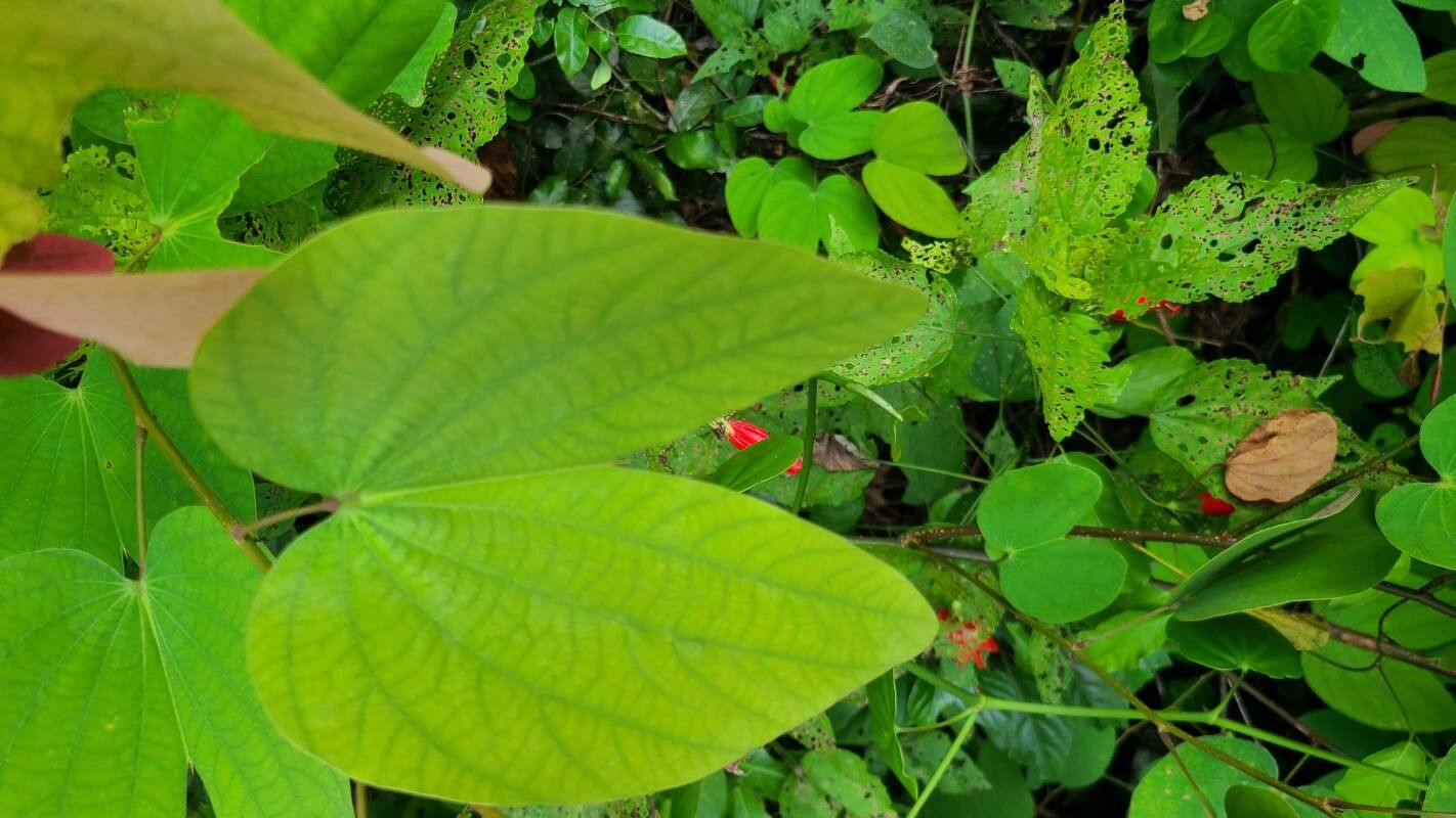 Bauhinia phoenicea — search result for 'Bauhinia'