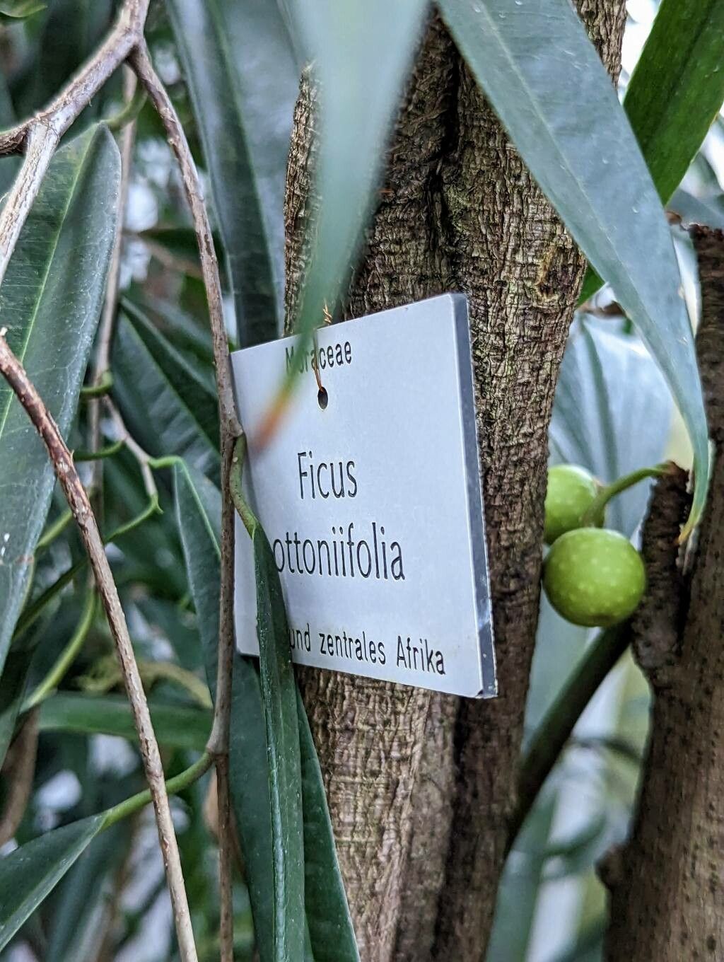 Ficus ottoniifolia other